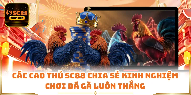 Các cao thủ SC88 chia sẻ kinh nghiệm chơi đá gà luôn thắng