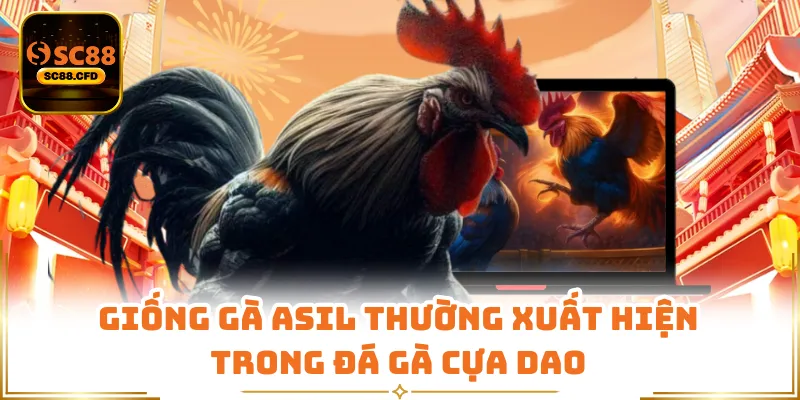 Giống gà Asil thường xuất hiện trong đá gà cựa dao
